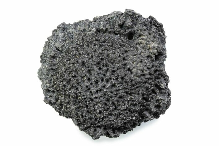Fossil Glyptodont (Glyptotherium) Bony Armor Osteoderm - Florida #362289
